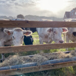 Koeienweide Koeienweide