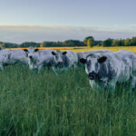 Koeienweide Koeienweide